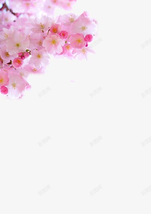 樱花网站设计图,创新与美学的完美融合 神马SEO 樱花网站设计图,创新与美学的完美融合 樱花网站设计图,创新与美学的完美融合 神马SEO