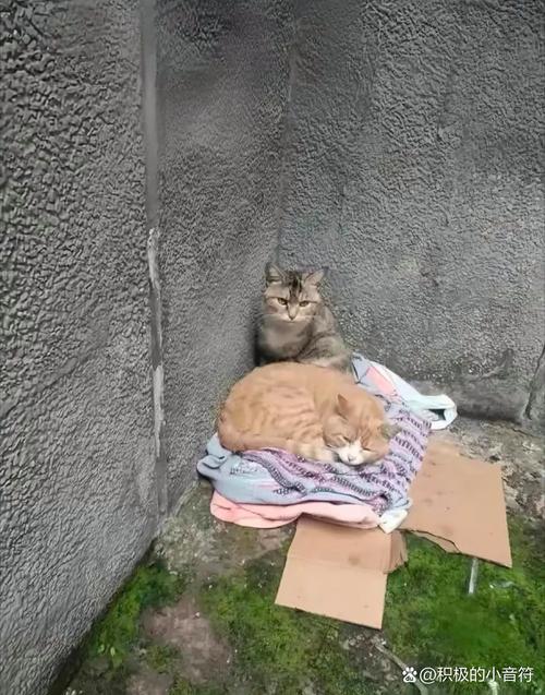 流浪猫网站,温情守护,共建和谐家园 搜狗SEO 流浪猫网站,温情守护,共建和谐家园 流浪猫网站,温情守护,共建和谐家园 搜狗SEO