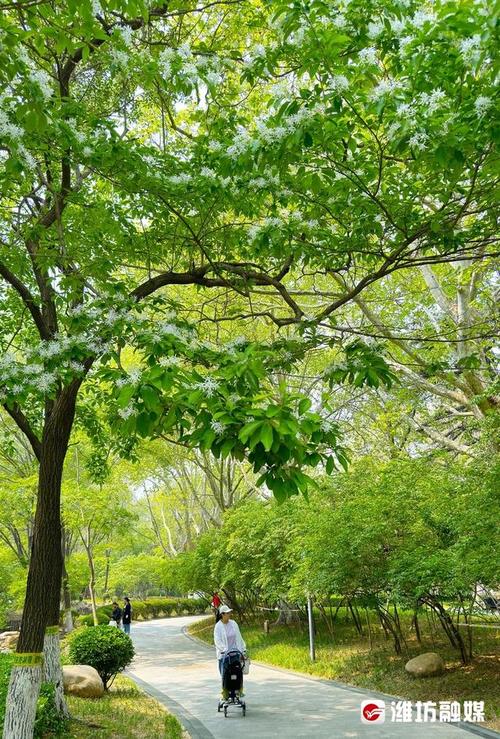 海淀四季青,繁华都市中的一抹清新绿意 神马SEO 海淀四季青,繁华都市中的一抹清新绿意 海淀四季青,繁华都市中的一抹清新绿意 神马SEO