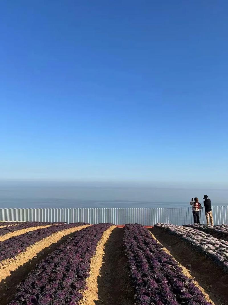 海黄金,介绍海洋中的“液体黄金”,探索其价值与潜力 网站建设公司 海黄金,介绍海洋中的“液体黄金”,探索其价值与潜力 海黄金,介绍海洋中的“液体黄金”,探索其价值与潜力 网站建设公司