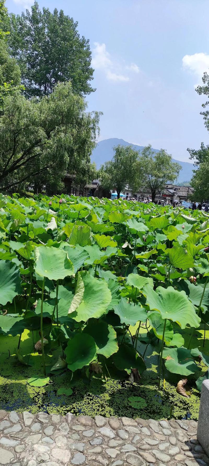 淮安,千年古韵,绿色崛起的现代化城市 百度SEO 淮安,千年古韵,绿色崛起的现代化城市 淮安,千年古韵,绿色崛起的现代化城市 百度SEO
