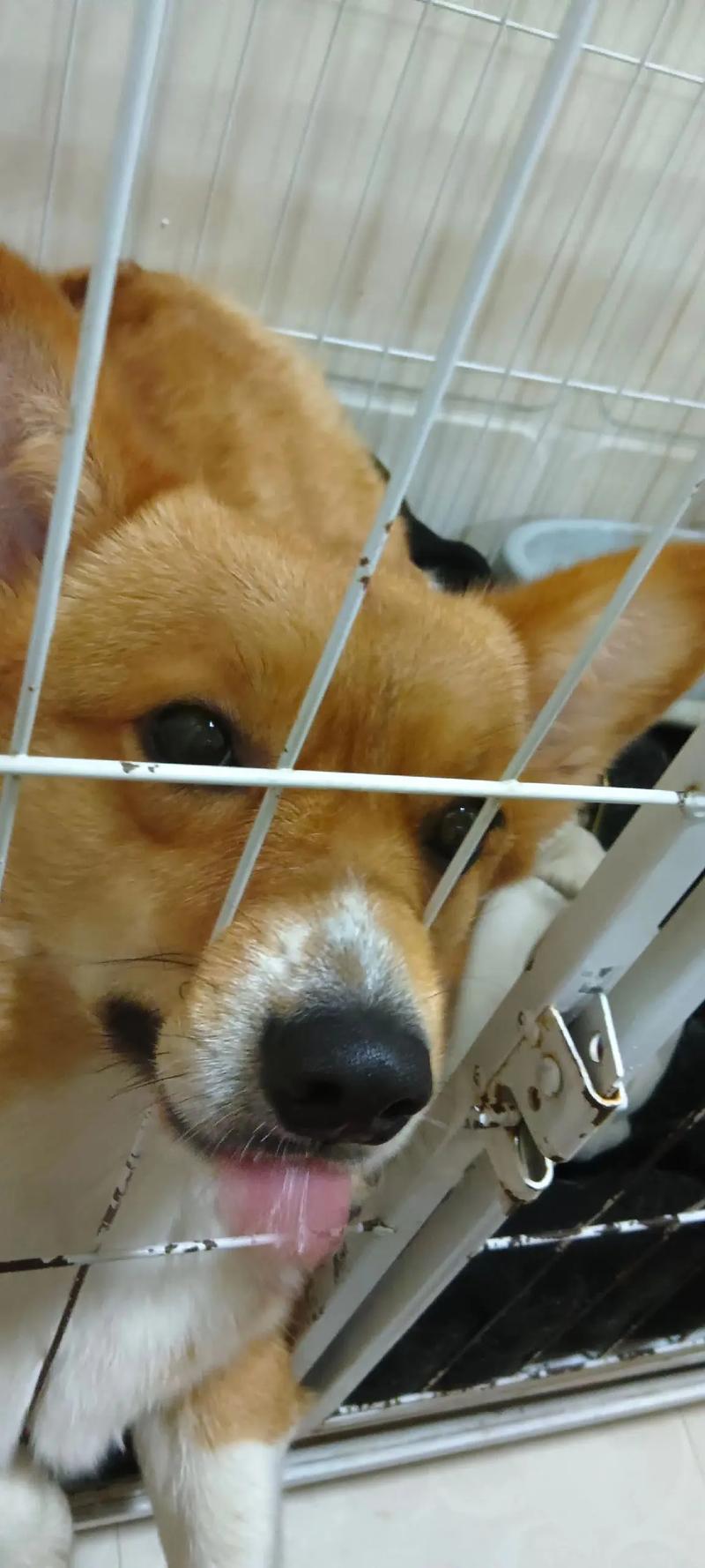 爱心狗网站,宠物领养新潮流,让爱无界延伸 百度SEO 爱心狗网站,宠物领养新潮流,让爱无界延伸 爱心狗网站,宠物领养新潮流,让爱无界延伸 百度SEO