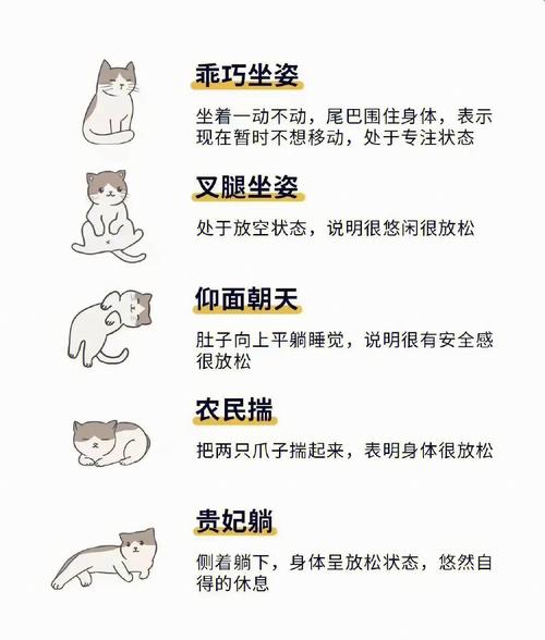 猫动作设计,介绍猫咪世界的优雅舞步 网站建设公司 猫动作设计,介绍猫咪世界的优雅舞步 猫动作设计,介绍猫咪世界的优雅舞步 网站建设公司