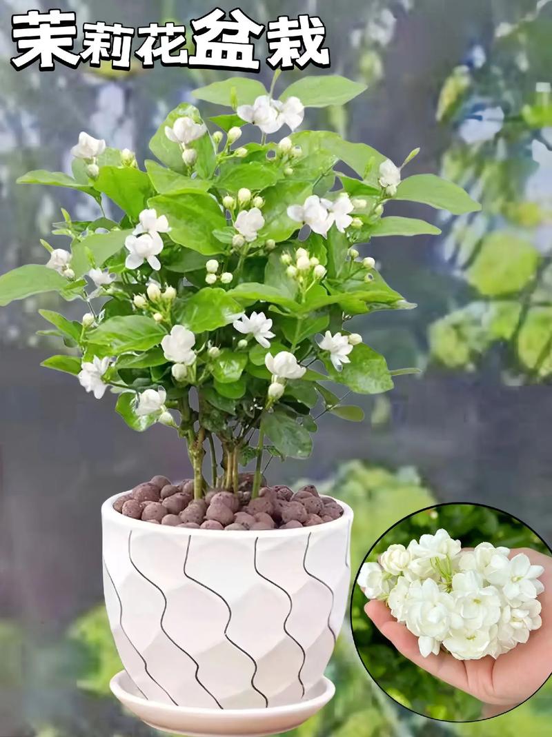 茉莉花网站搭建,打造个性化在线教育平台的成功之路 茉莉花网站搭建,打造个性化在线教育平台的成功之路 网站建设公司