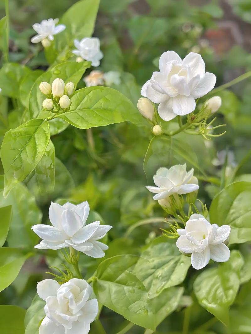茉莉花程序,AI时代的智慧之光 必应SEO 茉莉花程序,AI时代的智慧之光 茉莉花程序,AI时代的智慧之光 必应SEO