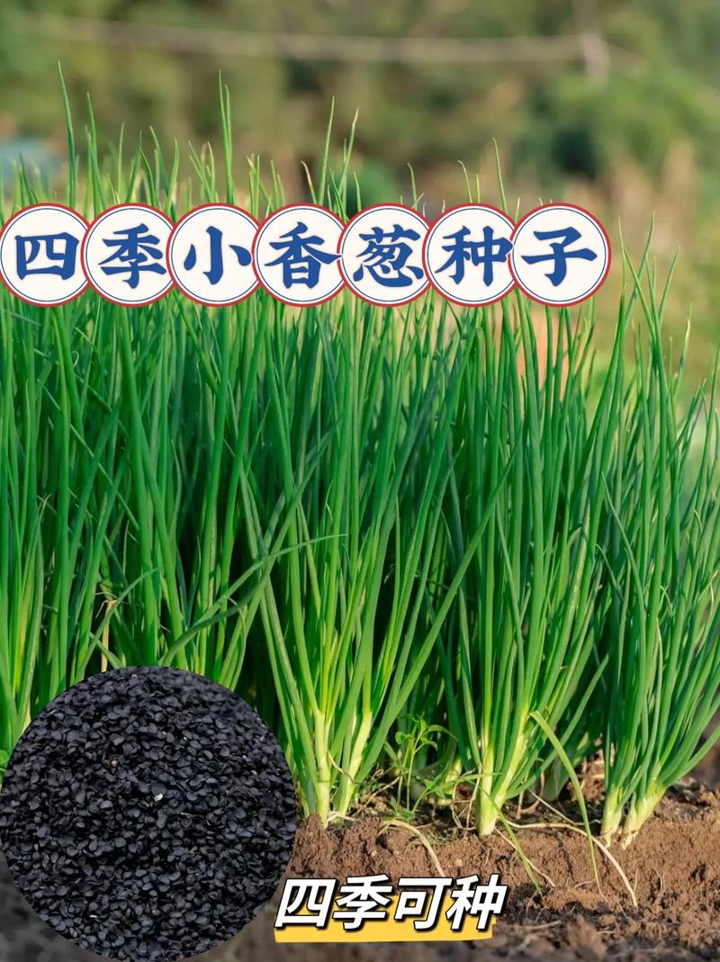 葱种子网站,绿色农业的播种者,助力乡村振兴 SEO关键词 葱种子网站,绿色农业的播种者,助力乡村振兴 葱种子网站,绿色农业的播种者,助力乡村振兴 SEO关键词