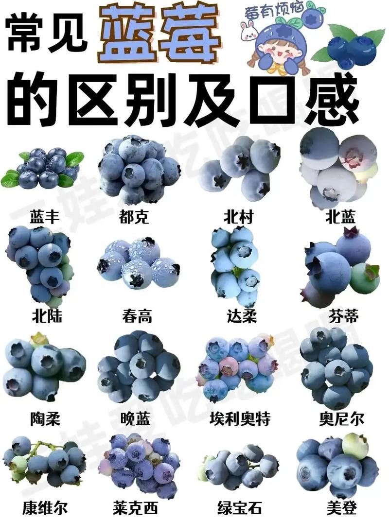 蓝莓网站设计图解读,现代美学的视觉盛宴 必应SEO 蓝莓网站设计图解读,现代美学的视觉盛宴 蓝莓网站设计图解读,现代美学的视觉盛宴 必应SEO