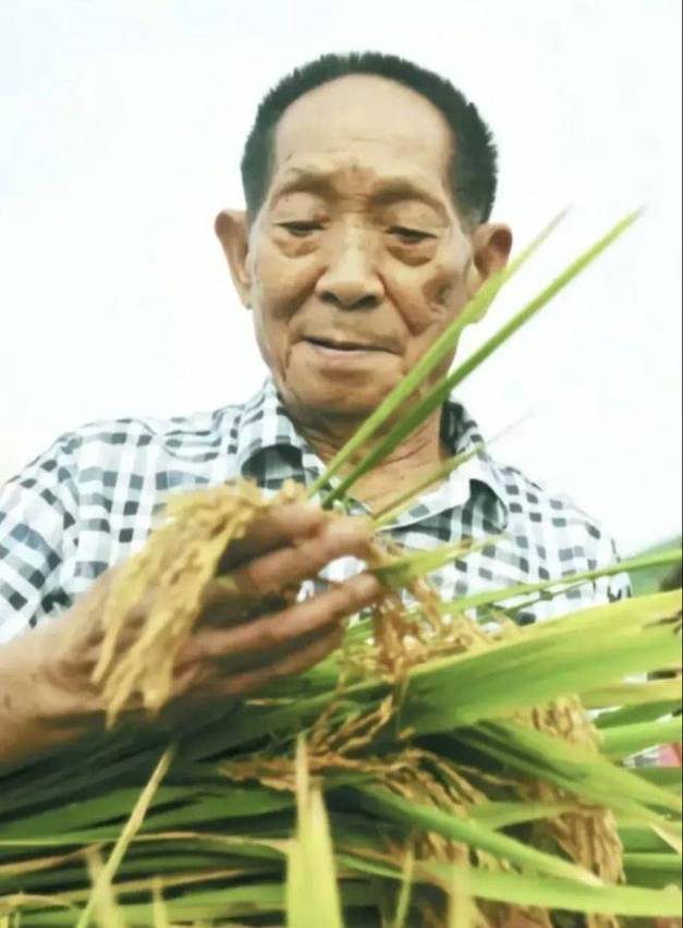 袁隆平,中国农业科技领域的璀璨明珠 神马SEO 袁隆平,中国农业科技领域的璀璨明珠 袁隆平,中国农业科技领域的璀璨明珠 神马SEO