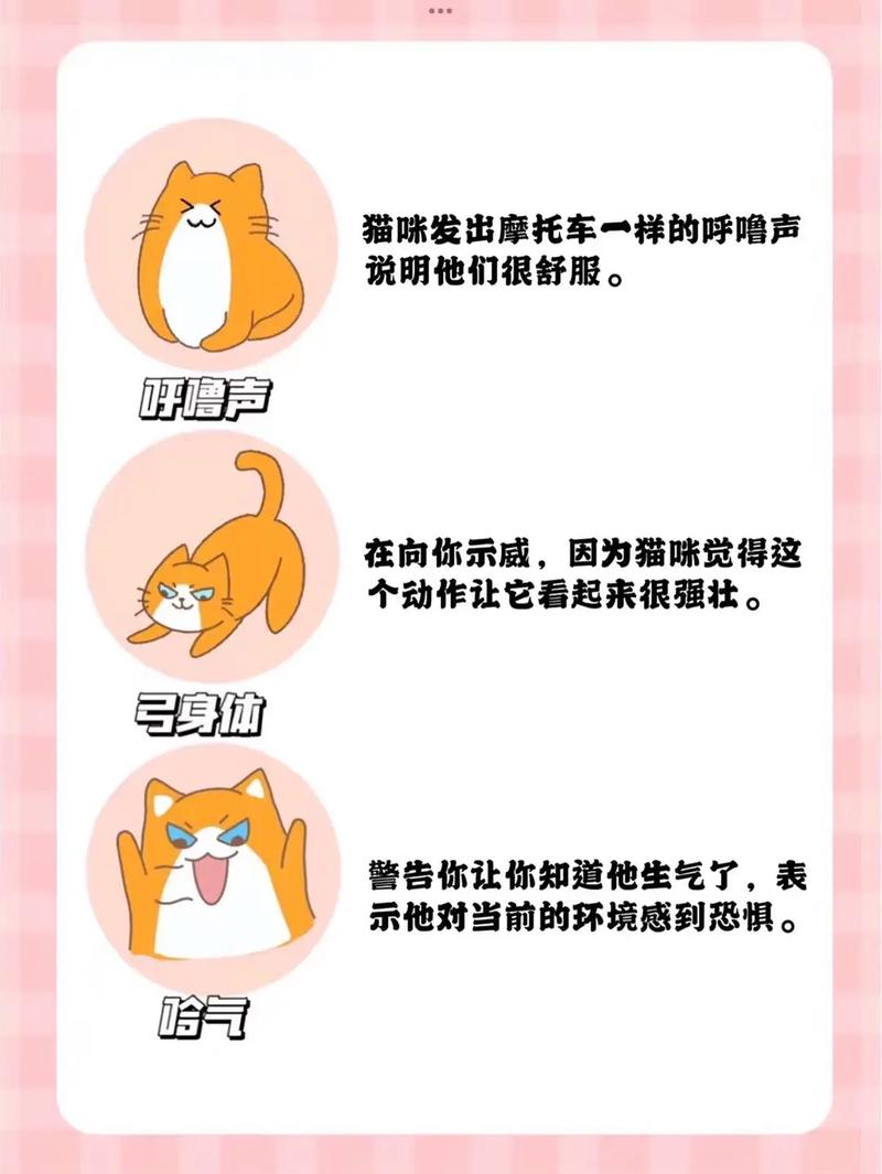 解码猫语,探索猫语言设计的艺术与魅力 神马SEO 解码猫语,探索猫语言设计的艺术与魅力 解码猫语,探索猫语言设计的艺术与魅力 神马SEO