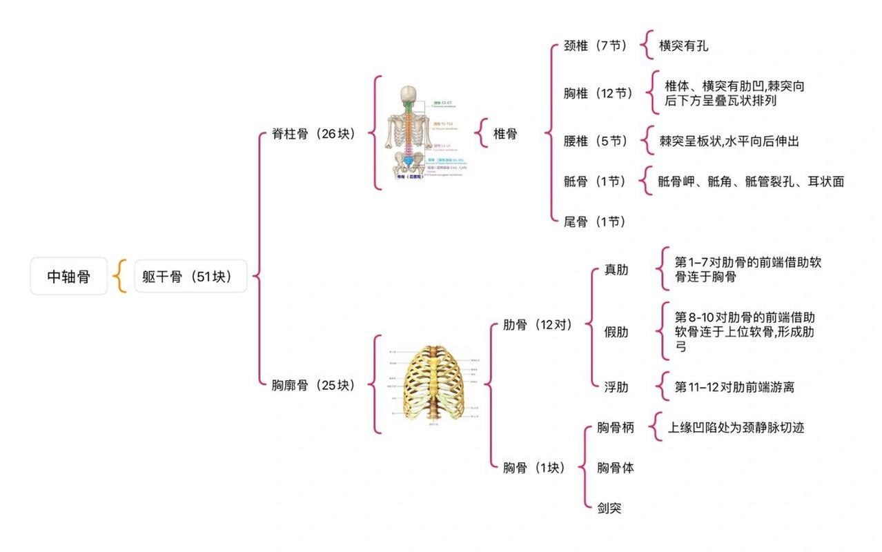 骨骼图设计,构建网站框架的艺术与科学 神马SEO 骨骼图设计,构建网站框架的艺术与科学 骨骼图设计,构建网站框架的艺术与科学 神马SEO