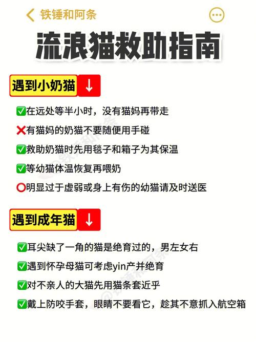 打造完美猫居生活,猫用品网站一站式购物指南 网站建设公司 打造完美猫居生活,猫用品网站一站式购物指南 打造完美猫居生活,猫用品网站一站式购物指南 网站建设公司