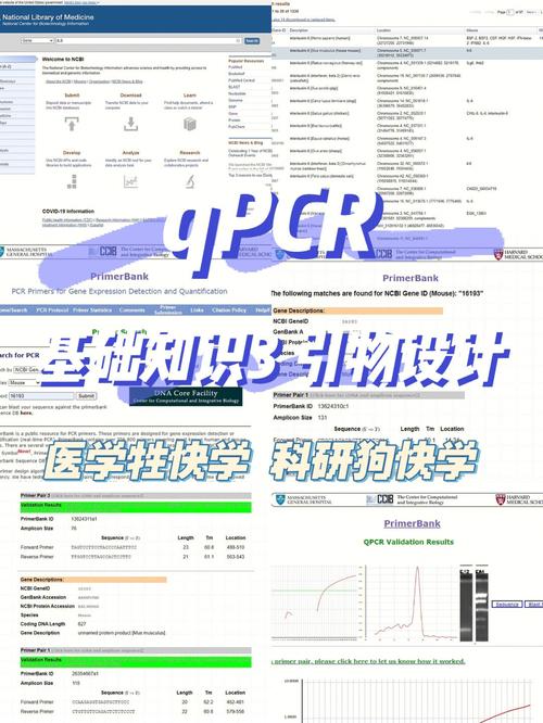 GN引物设计网站,精准科研的得力助手 百度SEO GN引物设计网站,精准科研的得力助手 GN引物设计网站,精准科研的得力助手 百度SEO
