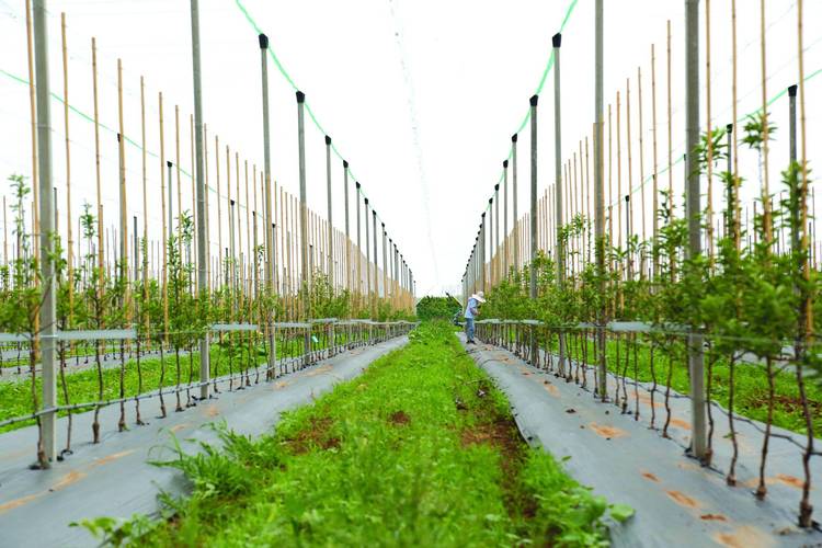 丽水吉加网站,打造生态农业新时代的绿色引擎 网站建设公司 丽水吉加网站,打造生态农业新时代的绿色引擎 丽水吉加网站,打造生态农业新时代的绿色引擎 网站建设公司