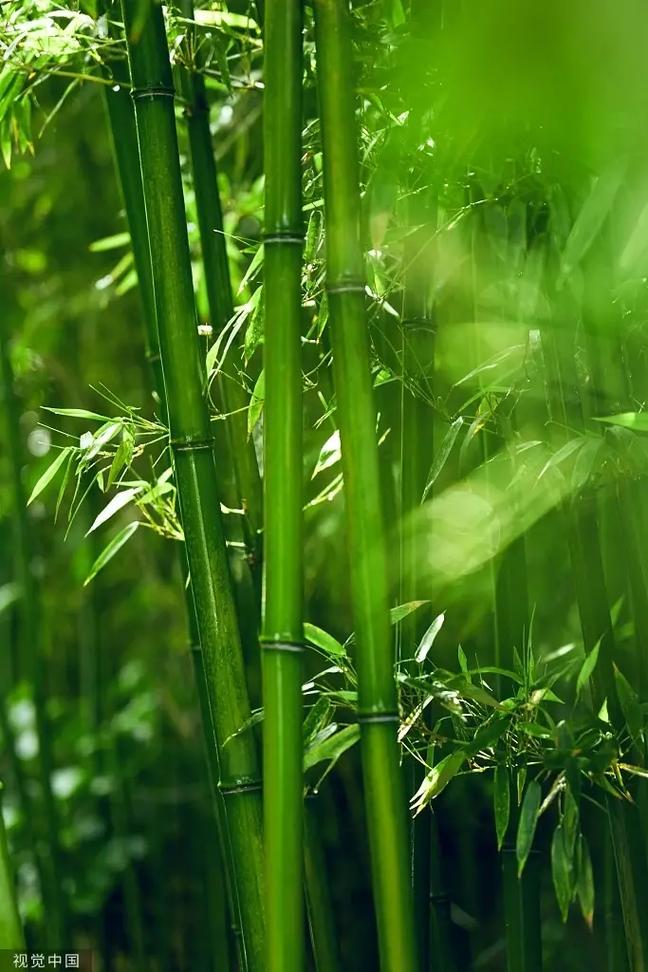 毛竹种子网站,开启绿色未来,播种希望之种 网站建设公司 毛竹种子网站,开启绿色未来,播种希望之种 毛竹种子网站,开启绿色未来,播种希望之种 网站建设公司