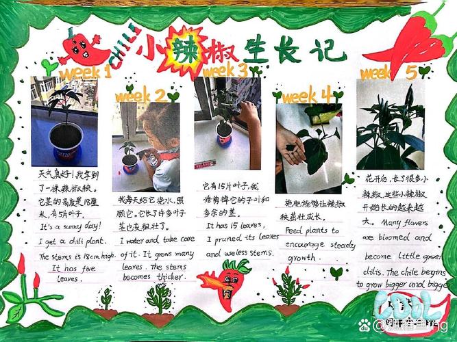 辣椒种子的奥秘,探索辣椒种植的艺术与科学 搜狗SEO 辣椒种子的奥秘,探索辣椒种植的艺术与科学 辣椒种子的奥秘,探索辣椒种植的艺术与科学 搜狗SEO